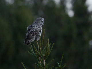 Great grey owl (Strix nebulosa)