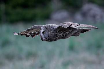 Great grey owl (Strix nebulosa)