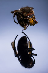 Big wasp. Macro photo of wasp on a black background.