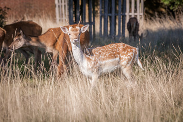 red deer grazing on dry grass on a hot summer day
