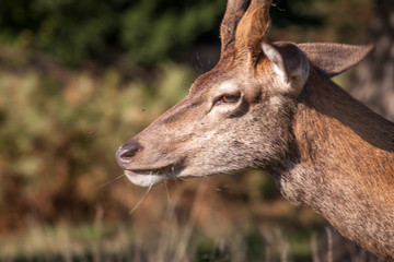red deer grazing on dry grass on a hot summer day