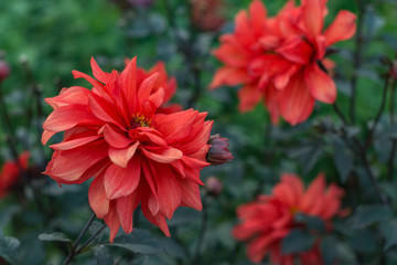 Red dahlia flower on the bush