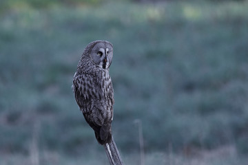 Great grey owl (Strix nebulosa)