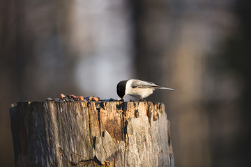 Marsh Tit bird or Poecile palustris sitting on the stump and pecking seeds in the winter forest