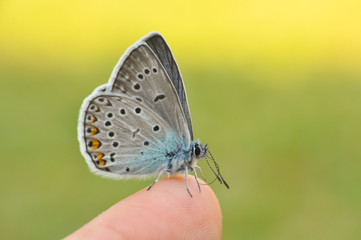 Common blue butterfly on finger. Polyommatus amandus on man finger.