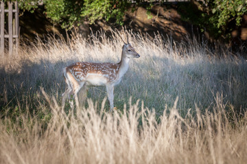 Obraz na płótnie Canvas Fallow deer stanidng under the tree in grassland