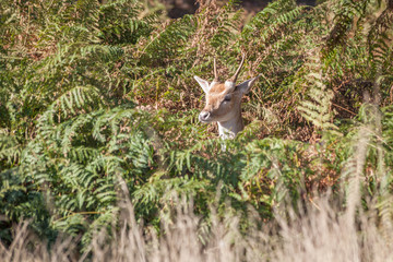 Fallow deer stanidng under the tree in grassland and ferns