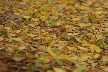 hojas otoño