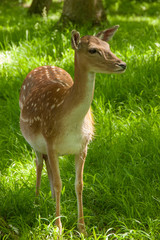 Damhirsch im Gegenlicht (Dama dama)