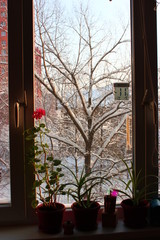 snowed tree from window with flowers and thermometer in winter