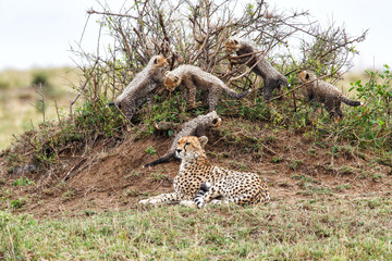 Cheetah mother with her cubs playing on an anthill - Masai Mara National Park - Kenya