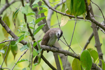Yellow-vented Bulbul