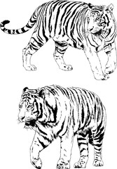 vector drawings sketches different predator , tigers lions cheetahs and leopards are drawn in ink by hand , objects with no background