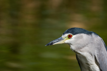 Black-crowned Night Heron with its intense stare