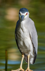 Black-crowned Night Heron with its intense stare
