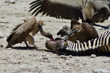 Vulture eats zebra © Nickeastcott