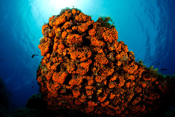 Madrepora arancione © Ferdinando