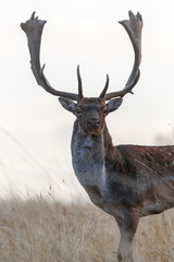 deer stag