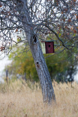 birdhouse on tree