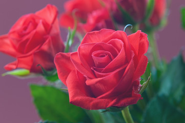 Bouquet of red roses (toned, closeup)