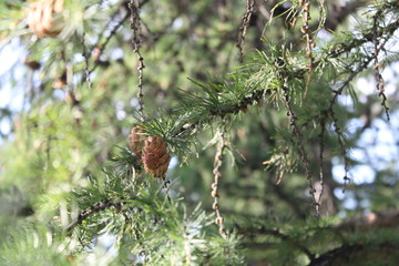 cones on the tree