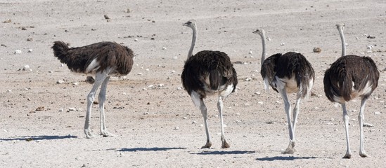 Ostriches in the Namibia desert