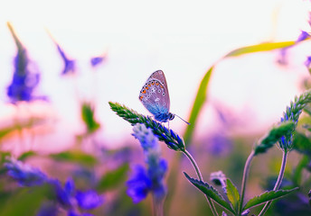 beautiful little butterfly pigeon flew on a summer meadow and sits surrounded by blue and purple flowers and the rays of the sunset warm sun