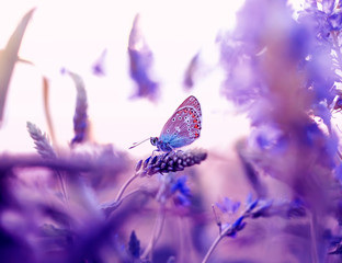 petit pigeon papillon assis dans une prairie d& 39 été entouré de fleurs dans des tons lilas