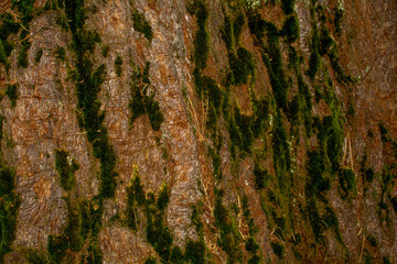 Wood texture and background of Giant Sequoia