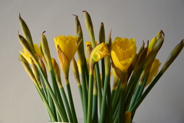 Narcyz żonkil, Narcissus jonquilla © Olga Korowacka