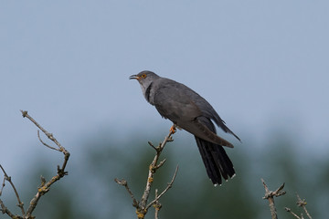 Common cuckoo (Cuculus canorus)