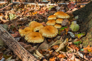 Baltic sea autumn nature scene