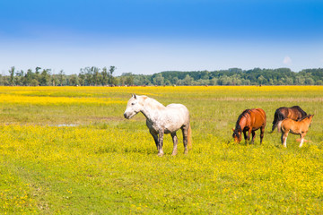Obraz premium Croatia, nature park Lonjsko, wild horses on green field in spring, beautiful meadow landscape