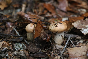 A FUNGHI NEL BOSCO