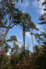 Fototapeta premium Pin dans une forêt