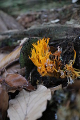 A FUNGHI NEL BOSCO