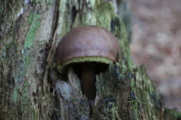 A FUNGHI NEL BOSCO