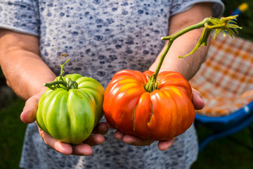 closeup of old woman hands showing two big tomatoes red and green produced in biological agriculture - healthy lifestyle food seasonal to live better and stay well - natural products of earth
