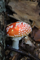 A FUNGHI NEL BOSCO