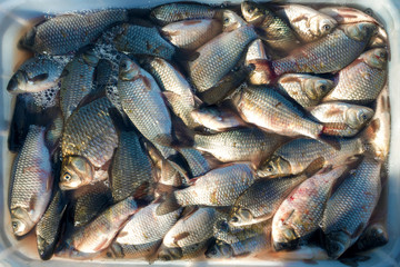 lots of fresh fish for sale. carp