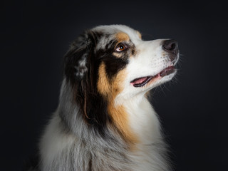 Head shot en profile of handsome Australian Shepherd dog  front view looking up with brown and blue spotted eyes. Mouth closed. Isolated on black background.
