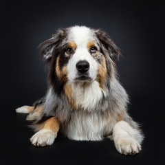 Handsome Australian Shepherd dog laying front view looking straight at camera with brown and blue spotted eyes. Mouth closed. Isolated on black background.