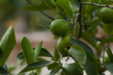 lime green on branch