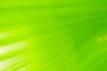 Close-up and long exposure effect of green fan palm leaf on blurred motion under sunlight in the morning, abstract of greenery nature background, for use wallpaper and backdrop on eco green concept.