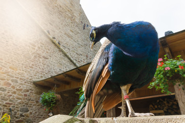 Portrait of a peacock standing on a stone fence