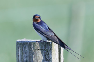 Barn swallow (Hirundo rustica)