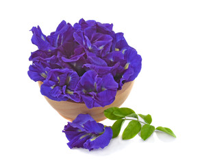 Obraz premium Clitoria ternatea or Aparajita flower isolated on white background