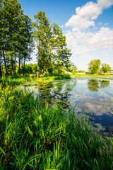 Beautiful landscape with trees in the swamp