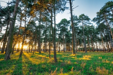 Spring landscape with pine trees at sunset