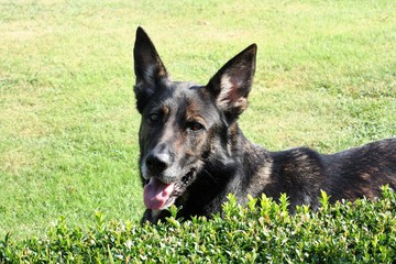 schäferhund auf rasen liegend